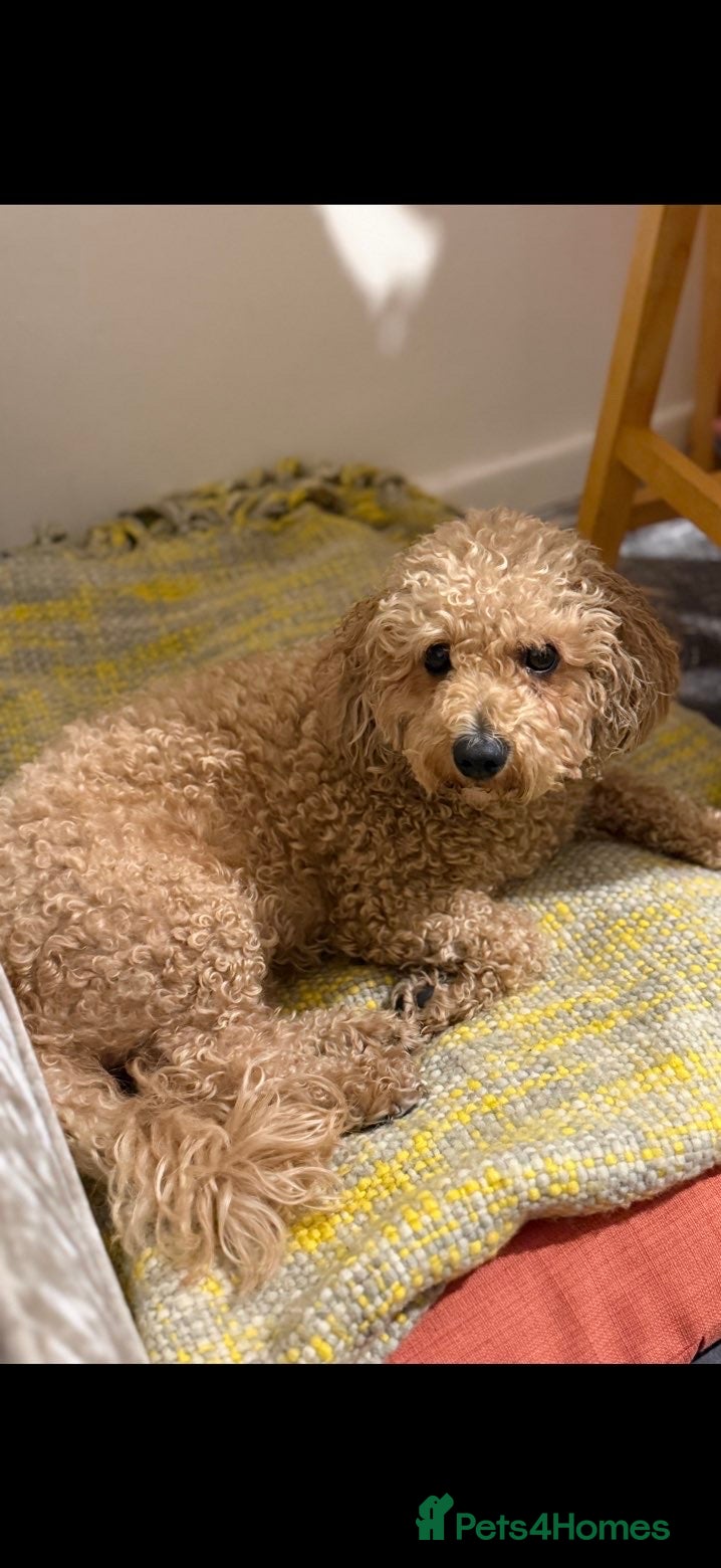 Poochon dogs Poochon puppies  - Advert 1