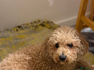 Poochon dogs Poochon puppies - Advert 14