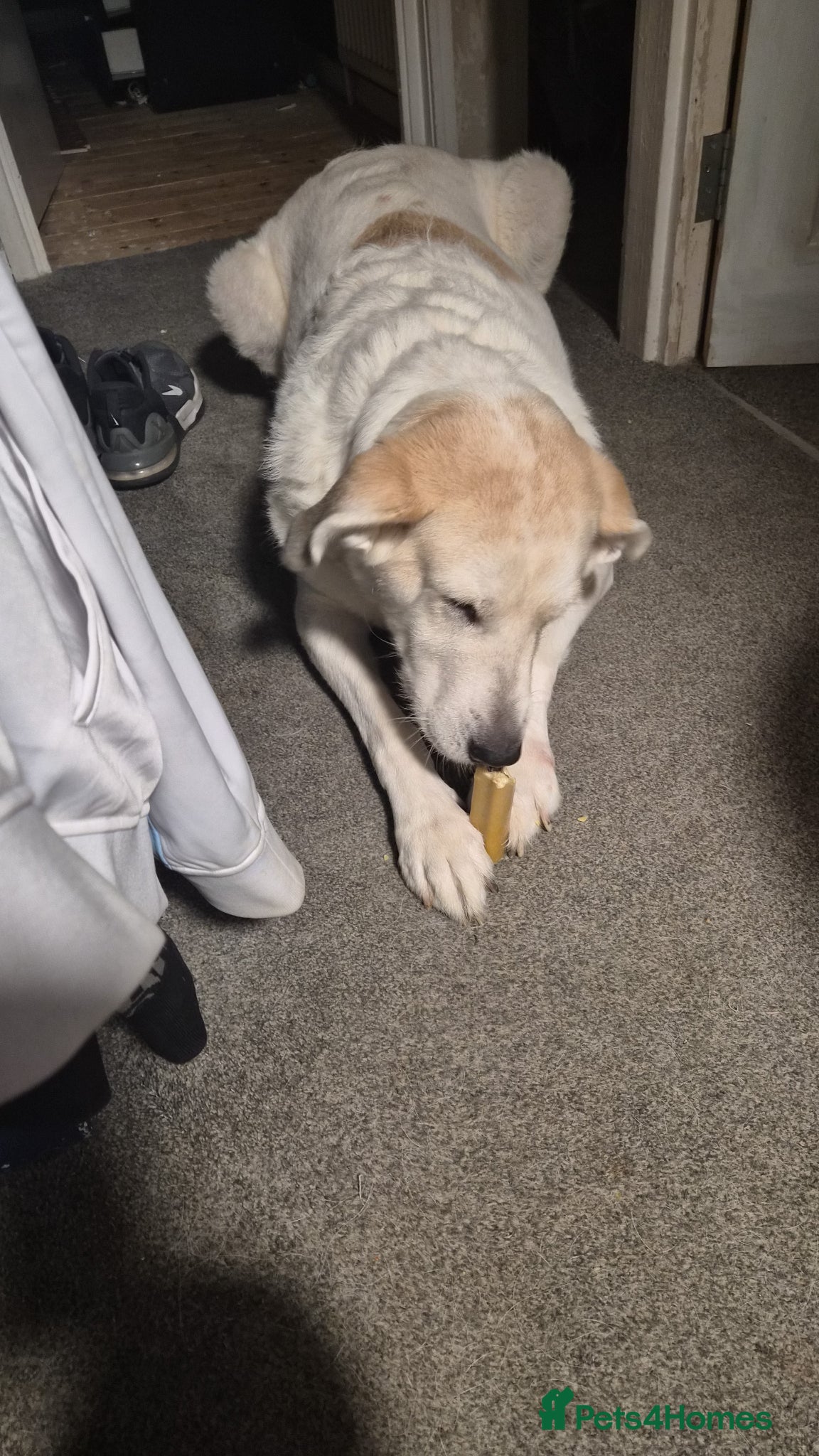 Mixed Breed dogs Beautiful dog - Advert 1