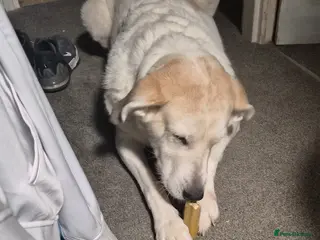 Mixed Breed dogs Beautiful dog - Advert 1