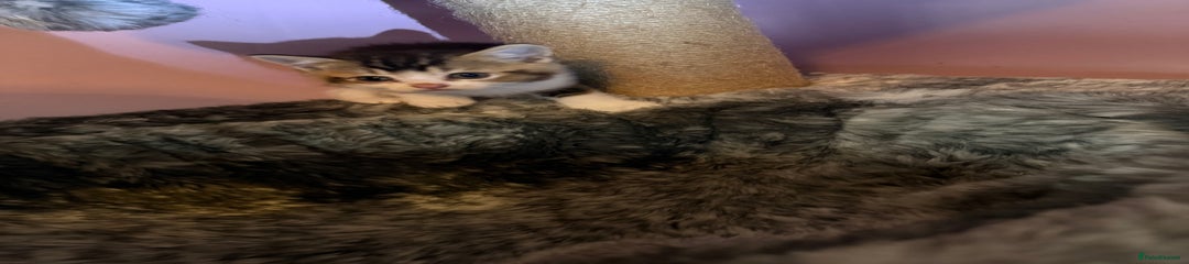 Mixed Breed Kitten 2