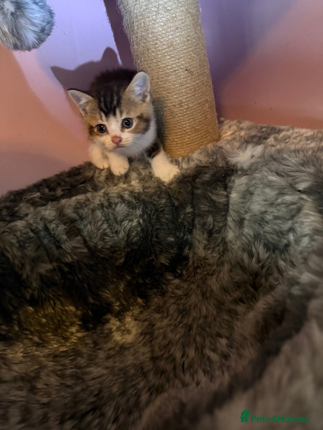 Mixed Breed cats for sale: Mixed breed kittens for sale💕 - Image 3