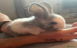 Mixed Breed rabbits for sale: Mixed breed rabbits - Image 2