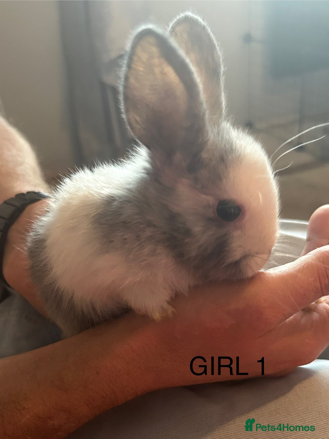 Mixed Breed rabbits for sale: Mixed breed rabbits - Image 2