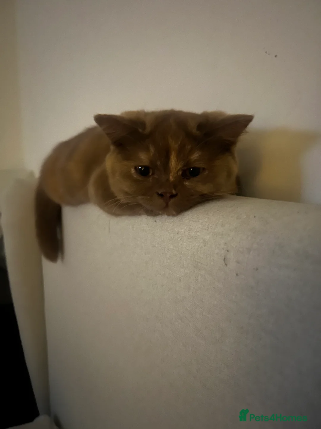 British Shorthair cats for sale: Cinnamon tortie British long hair female - Advert 12