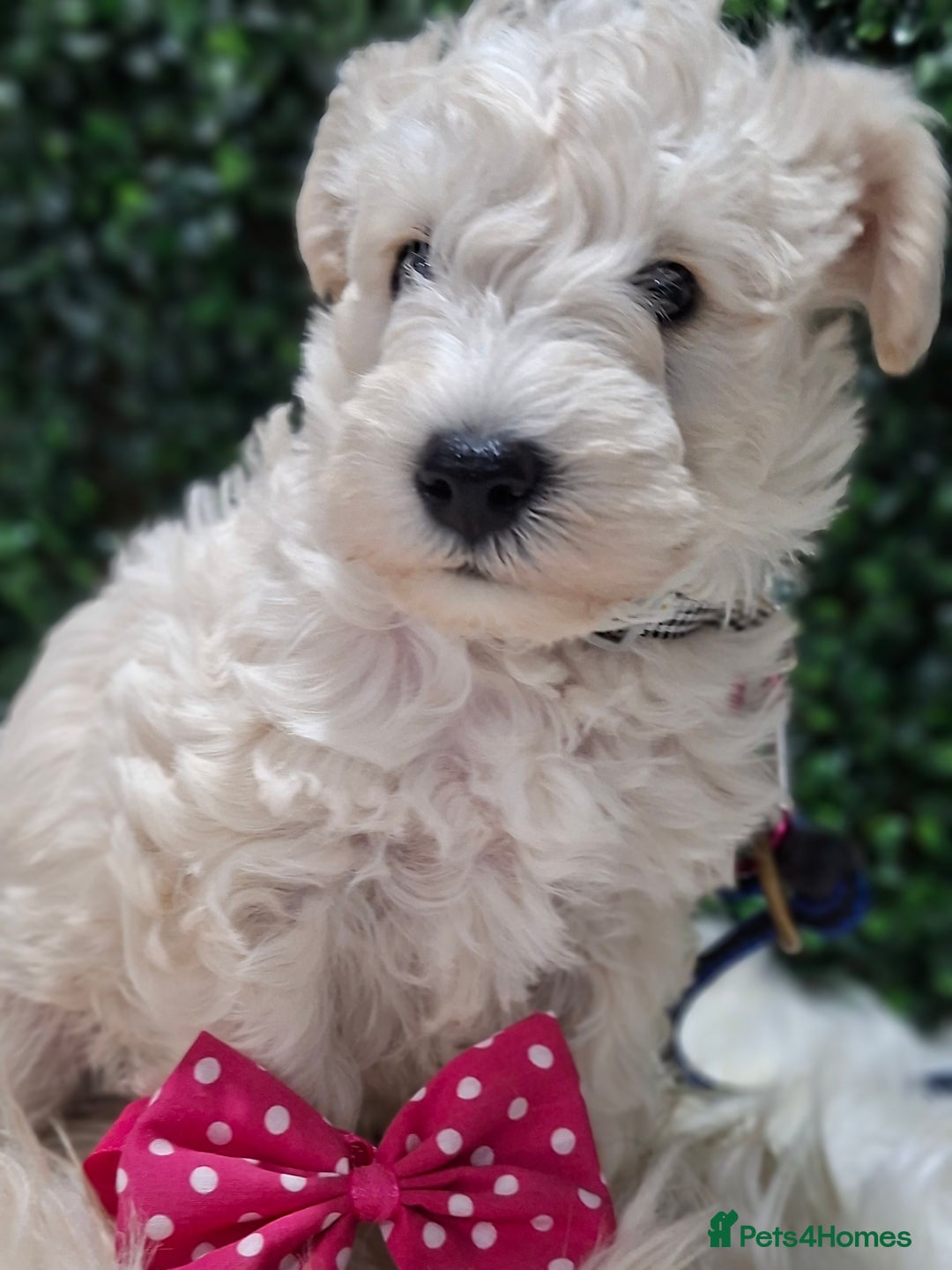 Mixed Breed dogs for sale: ✨ Exceptional Toy Schnoodle Puppies Available ✨ - Advert 13