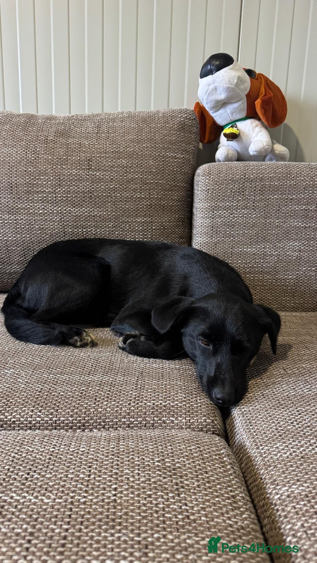 Mixed Breed dogs for adoption: Pretty little Barbie looking for love - Advert 5