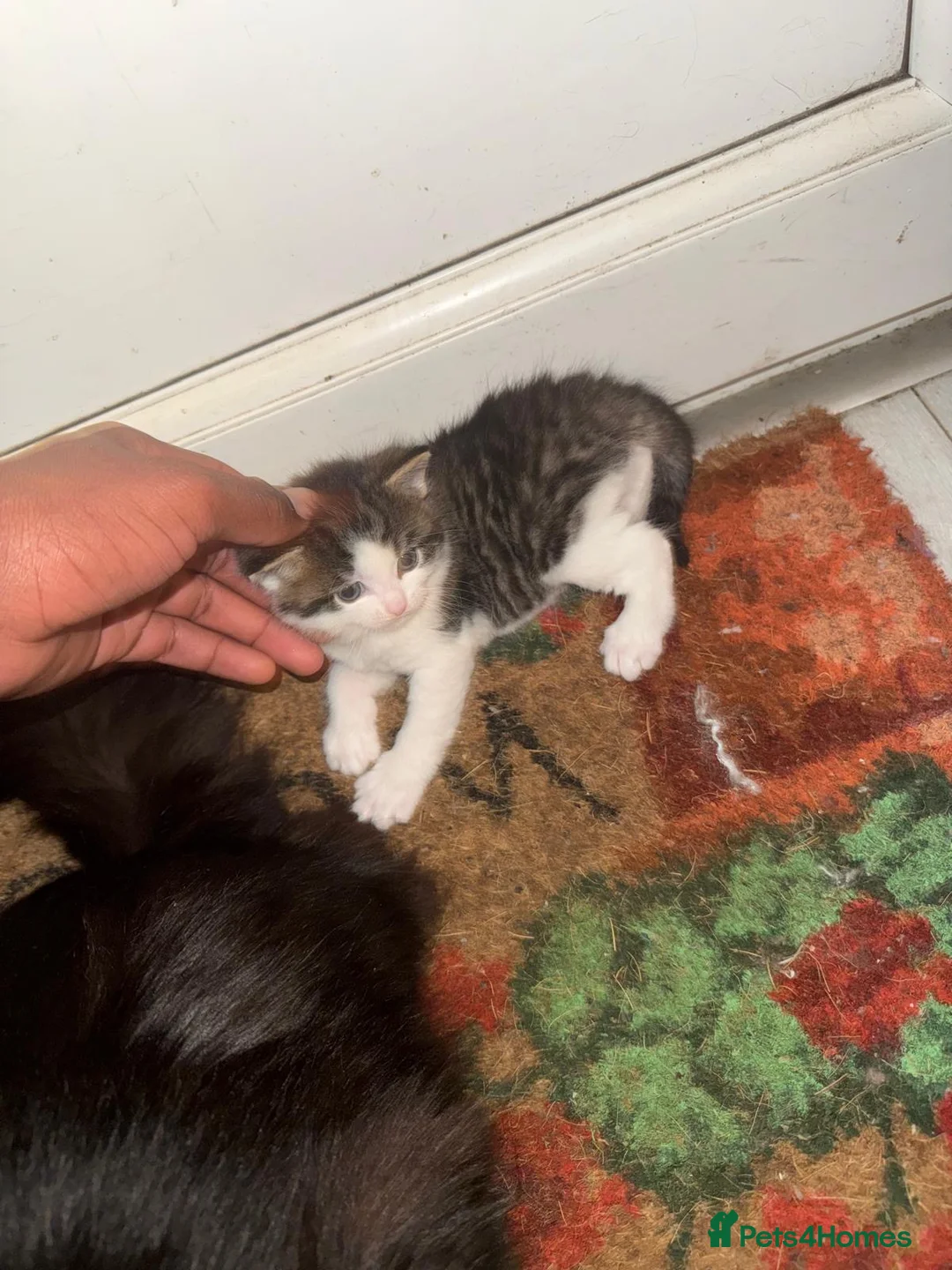 Mixed Breed cats for sale: Mixed Benegal Kittens  - Advert 6