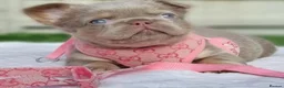 French Bulldog dogs for stud: PROVEN STUD - Advert 6
