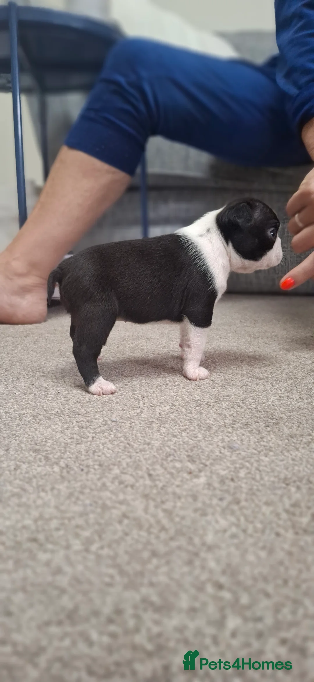 Boston Terrier dogs for sale: Stunning Boston puppies  - Advert 7