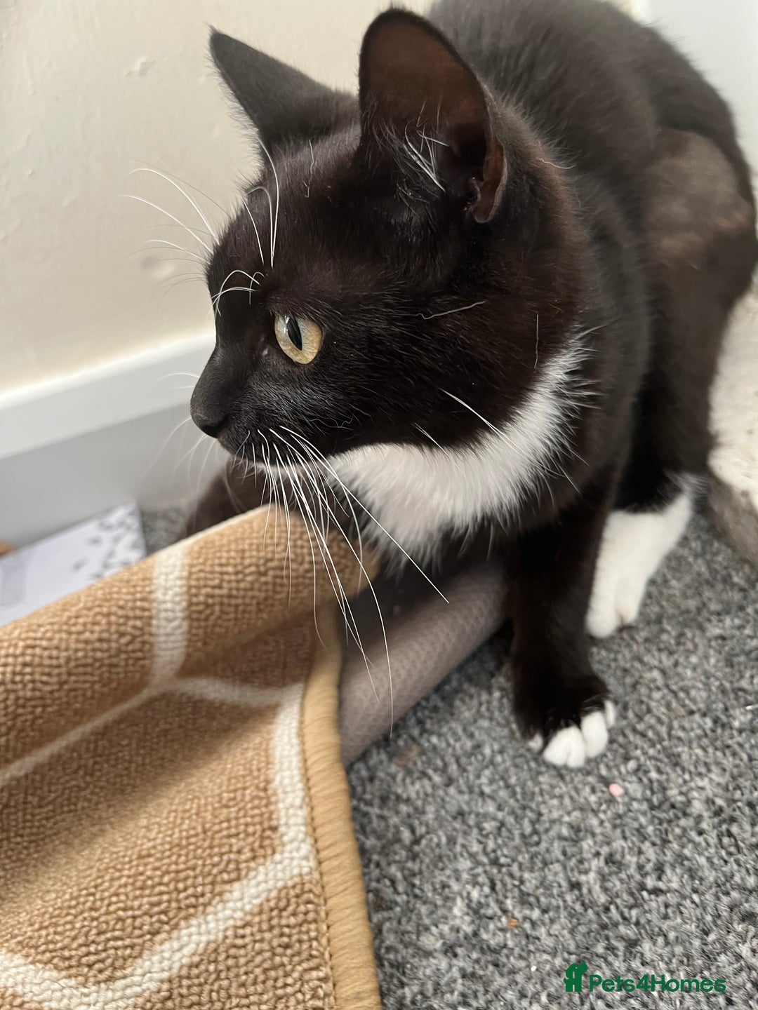 Mixed Breed cats for sale: Female cat ******  - Image 4