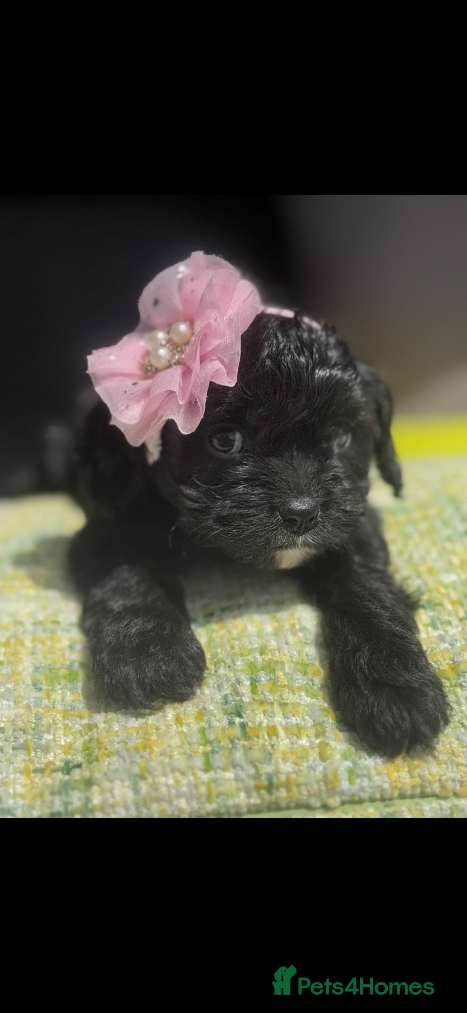 Cavapoo dogs Beautiful Cavapooh’s - Advert 1