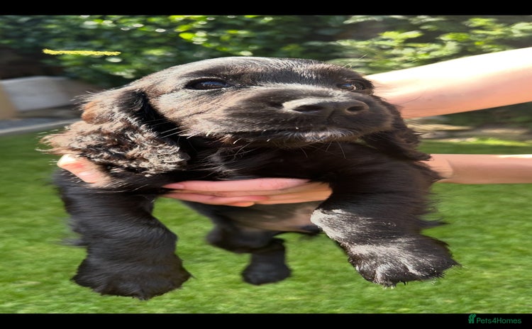 Cocker Spaniel dogs - Advert 2