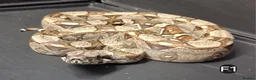 Boa Snake reptiles for sale: IMG Boa constrictors Males & Females  - Advert 8