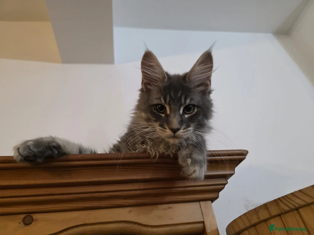 Maine Coon cats for sale: One beautiful silver Maine Coon kitten boy - Advert 3