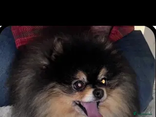 Pomeranian dogs KING Russian import black and tan - Advert 3