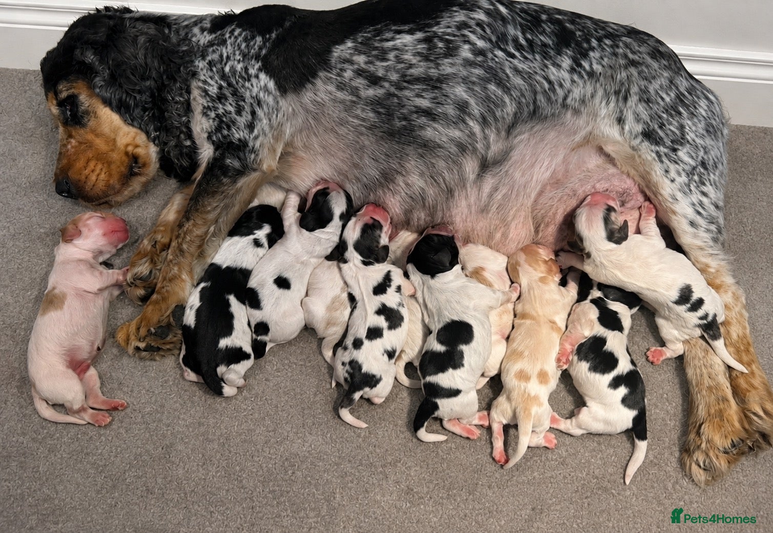 Cocker Spaniel dogs KC registered Show Type Cocker Spaniel DNA Tested - Advert 2