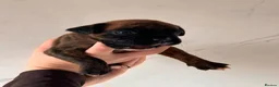 Boxer dogs for sale: Gorgeous Boxer Puppies  in Newton Abbot - Advert 9