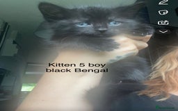 Mixed Breed cats for sale: Kittens for sale !!! - Image 6