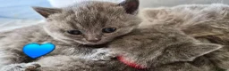 British Shorthair cats for sale: Full Breed British Blue Shorthair Kittens - Advert 13