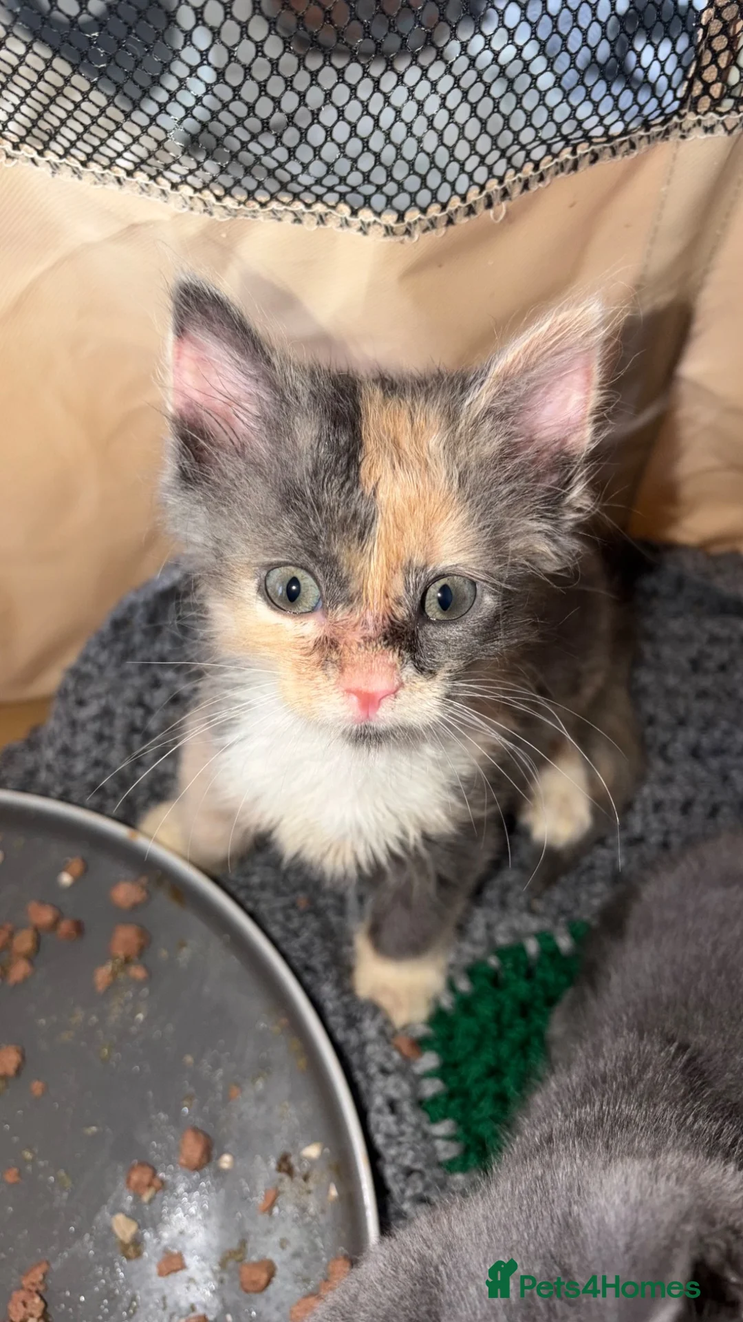 Mixed Breed cats for sale: 7 Kittens Ready For Re-Homing - Advert 10