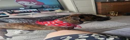 Mixed Breed dogs for sale: Beautiful boy will be your best friend  - Advert 7