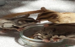 Sugar Glider rodents for sale: 3 sugar gliders and full set up - Advert 3