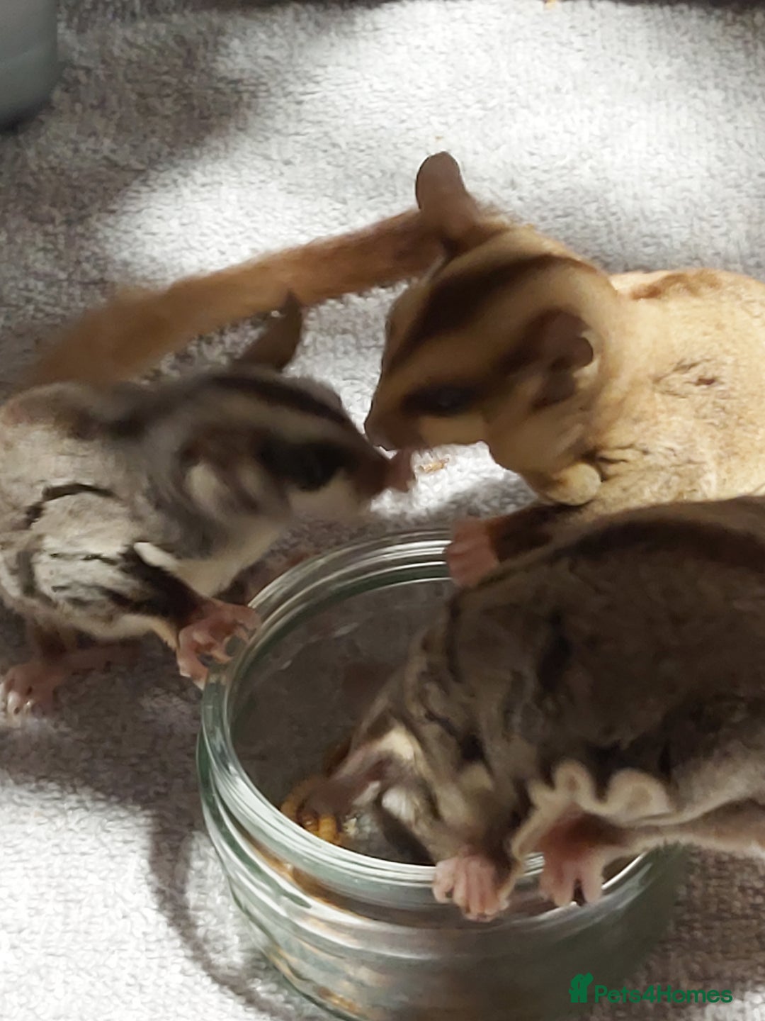 Sugar Glider rodents for sale: 3 sugar gliders and full set up - Advert 3
