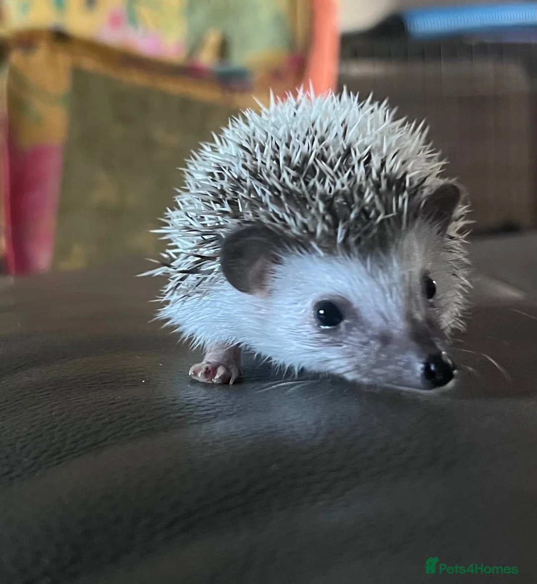 Pygmy Hedgehog rodents for sale: African Pygmy hedgehog hoglets  - Advert 2