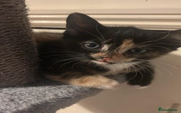 Mixed Breed cats for sale: Cute baby kittens - Advert 10