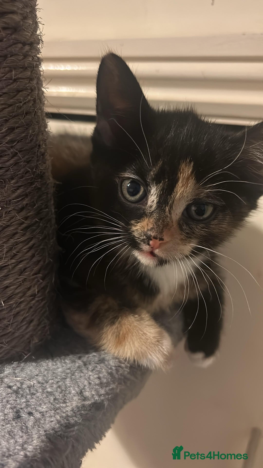 Mixed Breed cats for sale: Cute baby kittens - Advert 10