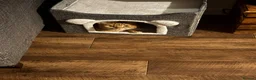 British Shorthair cats for sale:  **  ginger male cat in Tiverton - Advert 2