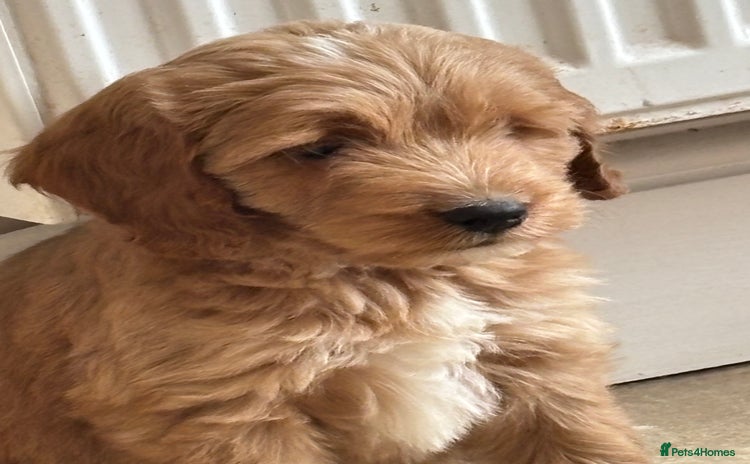 Cockapoo dogs in Treharris - Advert 14