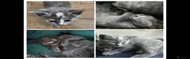 Ragdoll 5