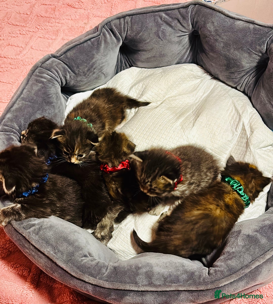 Scottish Fold cats for sale: Scottish fold long hair - Advert 4