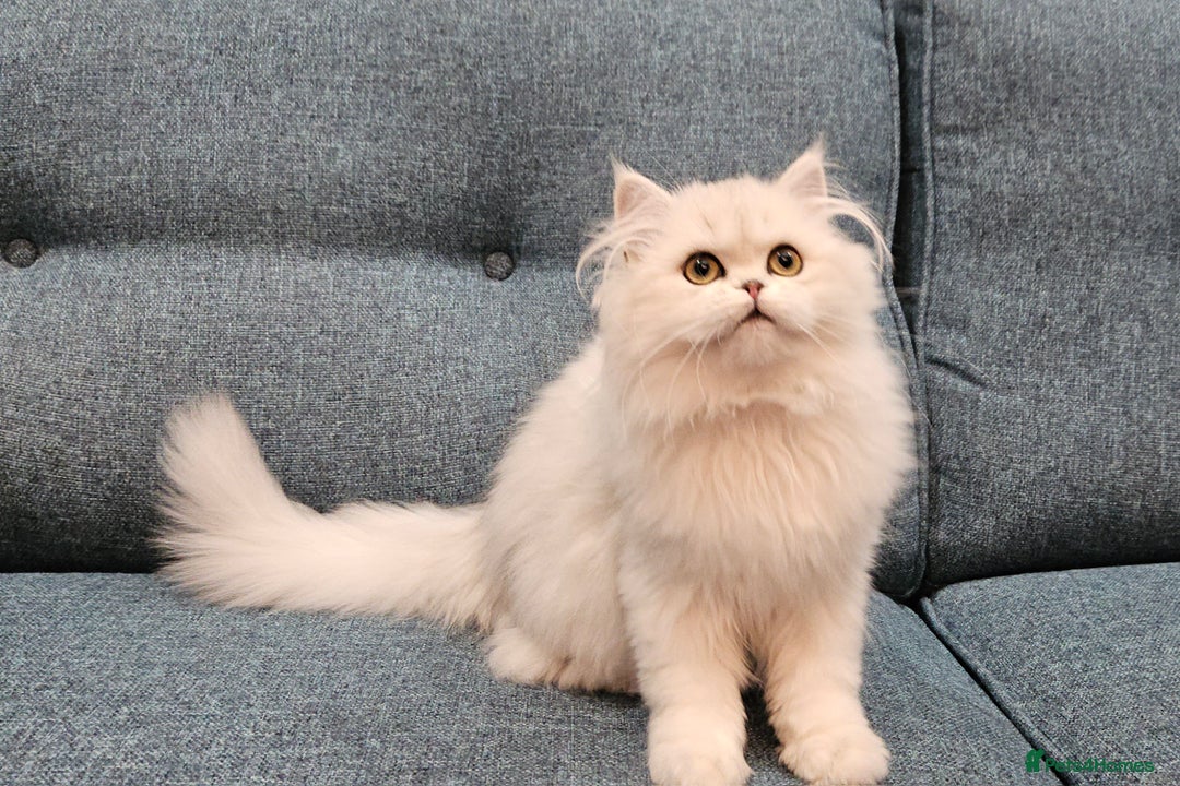 British Longhair cats for sale: Excellent Scottish straight Highland Kittens - Image 13