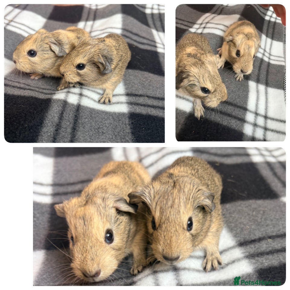 Guinea Pig rodents Baby guinea pigs - Advert 4
