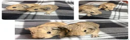 Guinea Pig rodents for sale: Baby guinea pigs - Advert 1