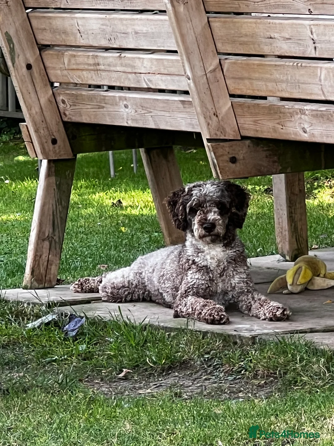 Miniature Poodle dogs for stud: Chocolate Merle Miniature Poodle Fully DNA Tested in Radstock - Advert 18