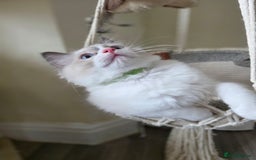 Ragdoll cats for sale:  Ragdoll Kittens from Licensed Breeder (1Boy left) - Image 13