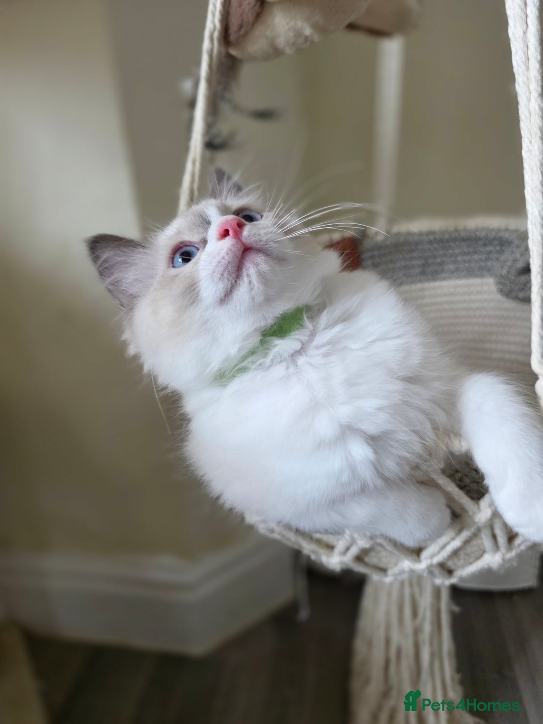 Ragdoll cats for sale:  Ragdoll Kittens from Licensed Breeder (1Boy left) - Image 13