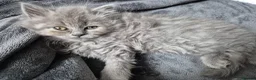 British Shorthair cats for sale: british shorthair & longhair - Advert 4