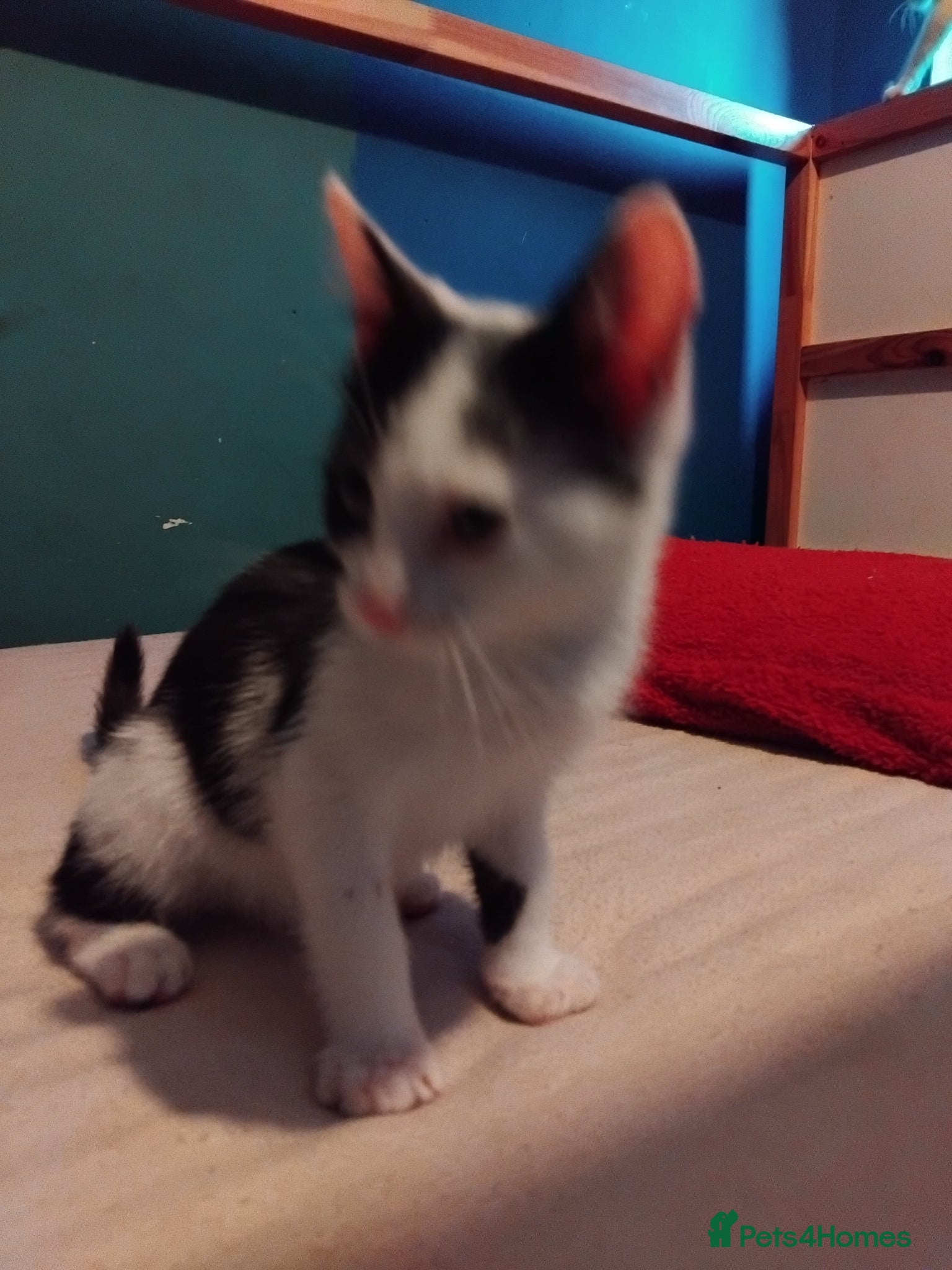Mixed Breed cats for sale: 6 cute kittens  - Advert 5