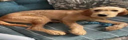 Golden Retriever dogs for sale: Golden Retriever x Wire Haired Hungarian Vizsla  in Melton Mowbray - Advert 8