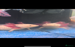 Axolotl reptiles for sale: 3 axolotls for sale  - Image 1