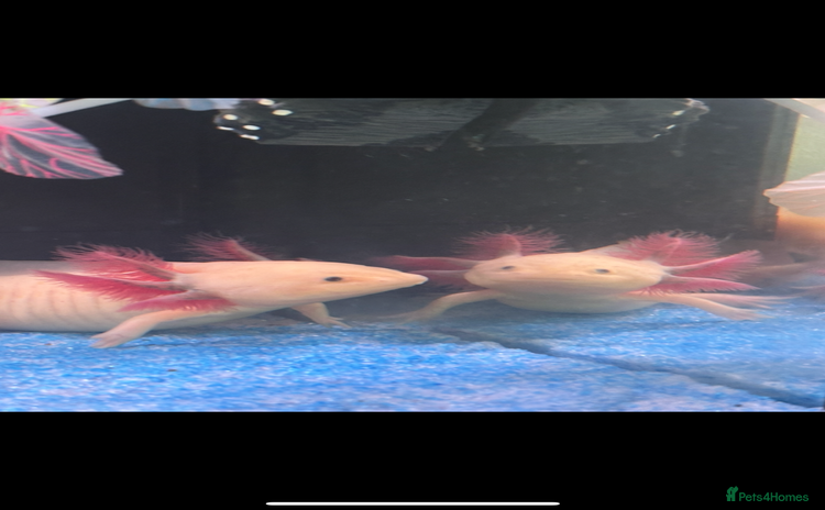 Axolotl reptiles - Advert 3