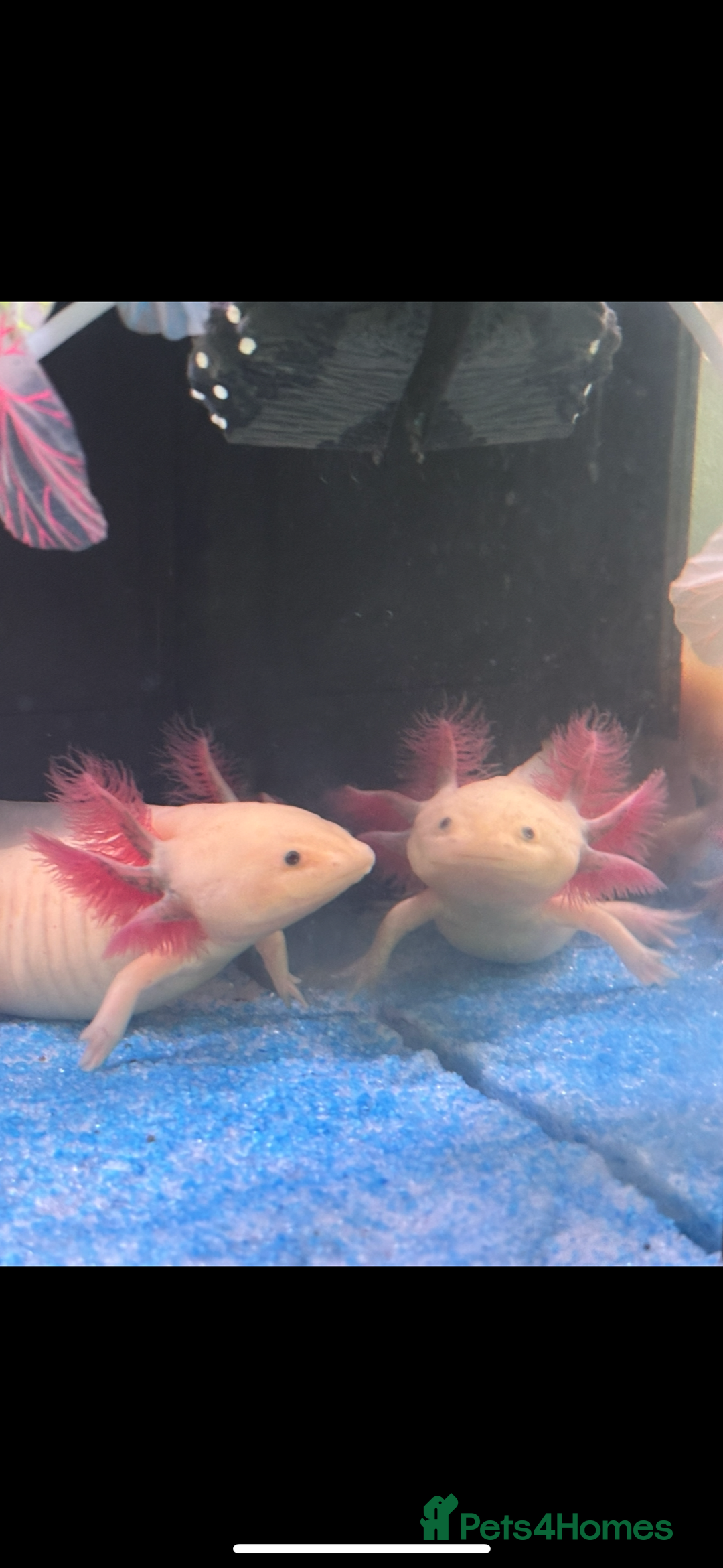 Axolotl reptiles for sale: 3 axolotls for sale  - Image 1