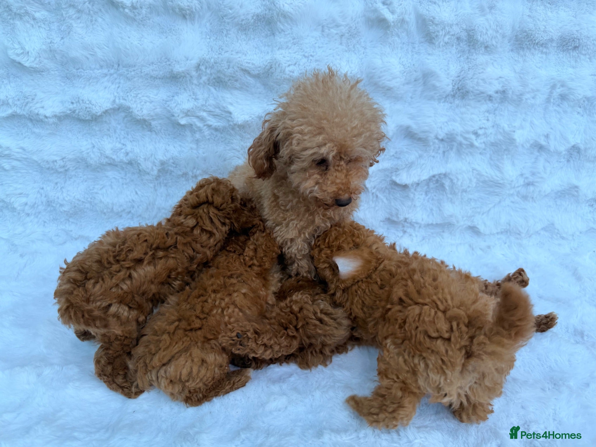 Toy Poodle dogs Red Toy Poodle puppies - Advert 2
