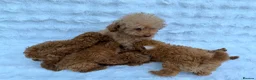 Toy Poodle dogs for sale: Red Toy Poodle MALES - Advert 2