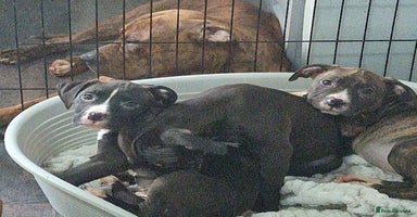 Mixed Breed dogs - Advert 9
